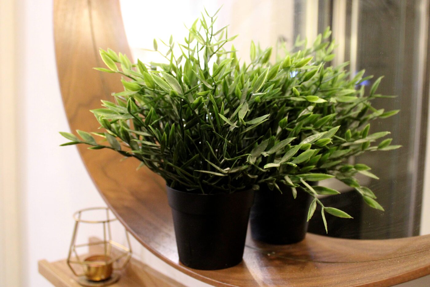 Decorative plant detail in the apartment